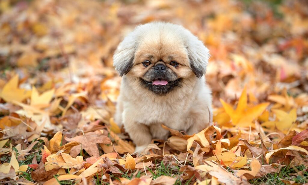 訪問看護の資格を取得するために必要なステップは？