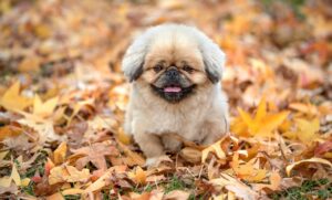 訪問看護の資格を取得するために必要なステップは？