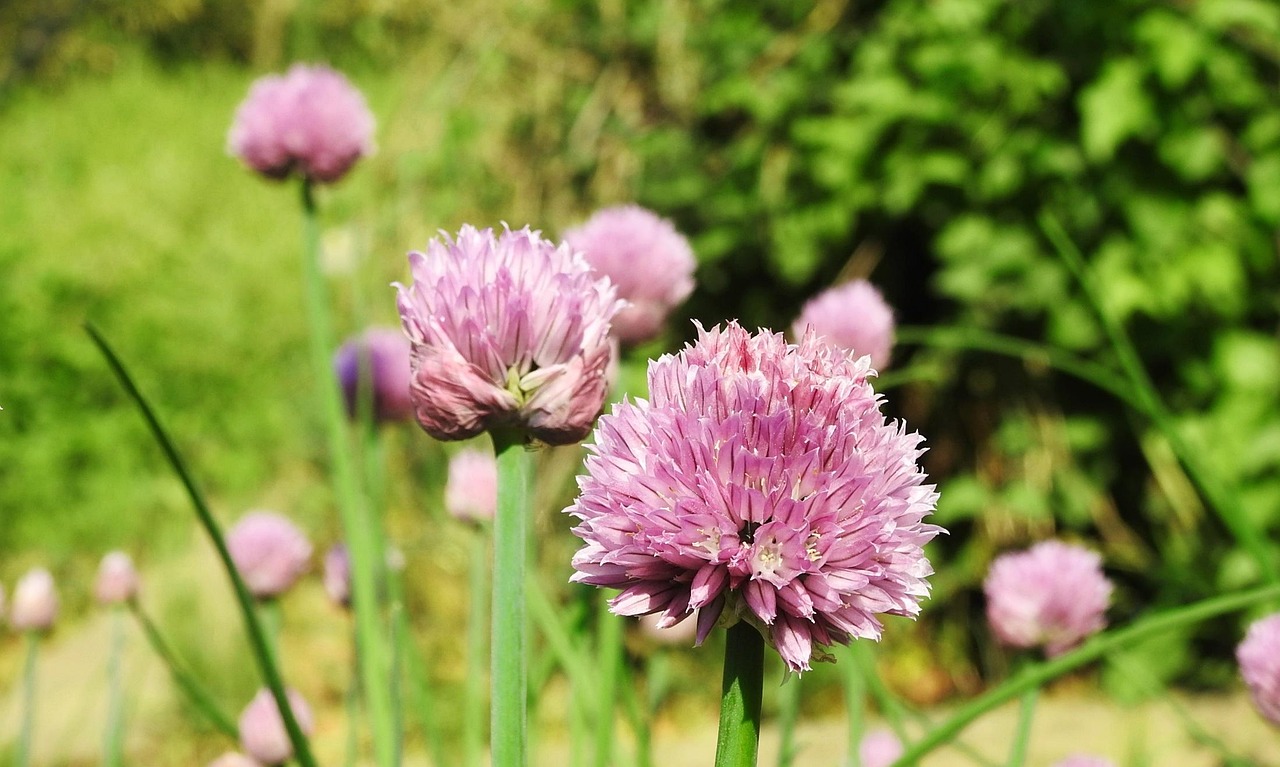 助産師になるにはどんな資格やステップが必要ですか？