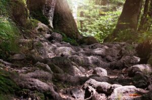 看護師への道、最短ルートはこれだ！解説しますか？